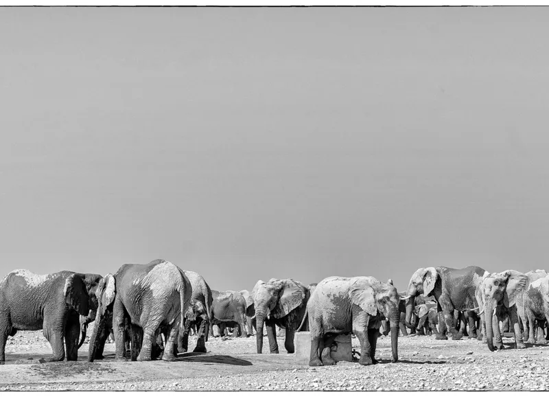Tablou Canvas, "Elefanți la adăpătoare în savană", Elefanți, Girafe, Savana, Peisaj, Alb, Negru, Natură, Animale, Întindere, Liniște, 54 x 39 cm – poza 2