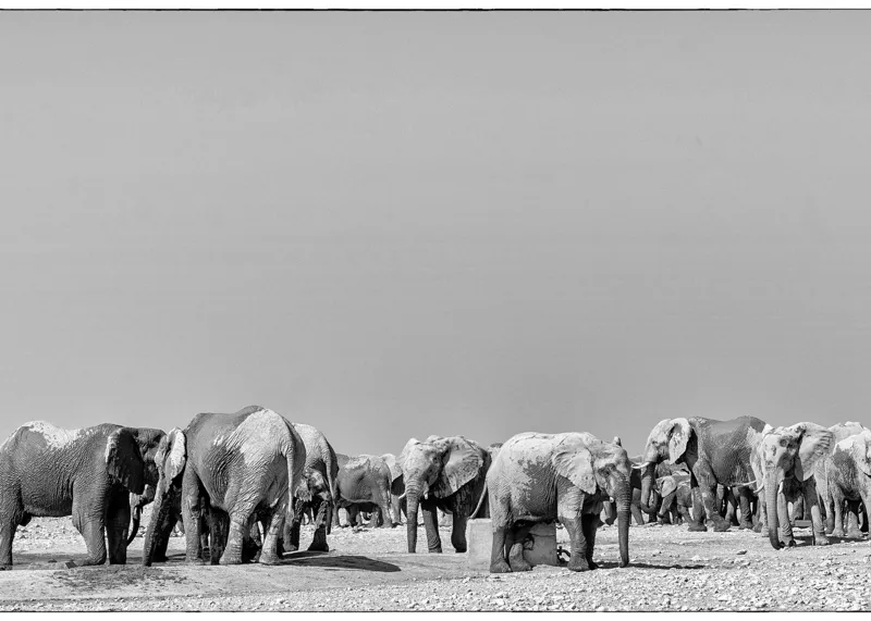 Tablou Canvas, "Elefanți la adăpătoare în savană", Elefanți, Girafe, Savana, Peisaj, Alb, Negru, Natură, Animale, Întindere, Liniște, 70 x 50 cm – poza 2