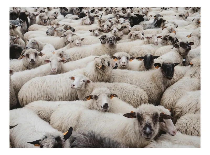 Tablou Canvas, "Turmă de oi odihnindu-se împreună", Oi, Mulțime, Lână, Agitație, Blană, Pășune, Urechi, Ochi, Încurcătură, Albul, 150 x 100 cm