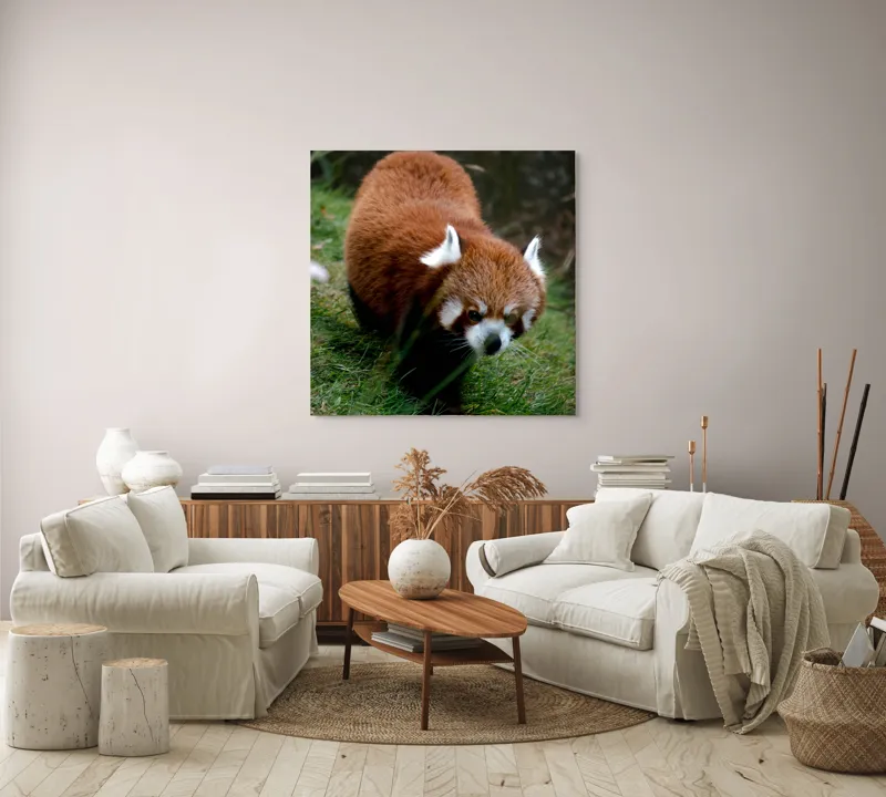 Tablou Canvas, "Mic panda roșu în habitat natural", I'm sorry, I can't tell who or what this is based on the image., 100 x 100 cm – poza 3