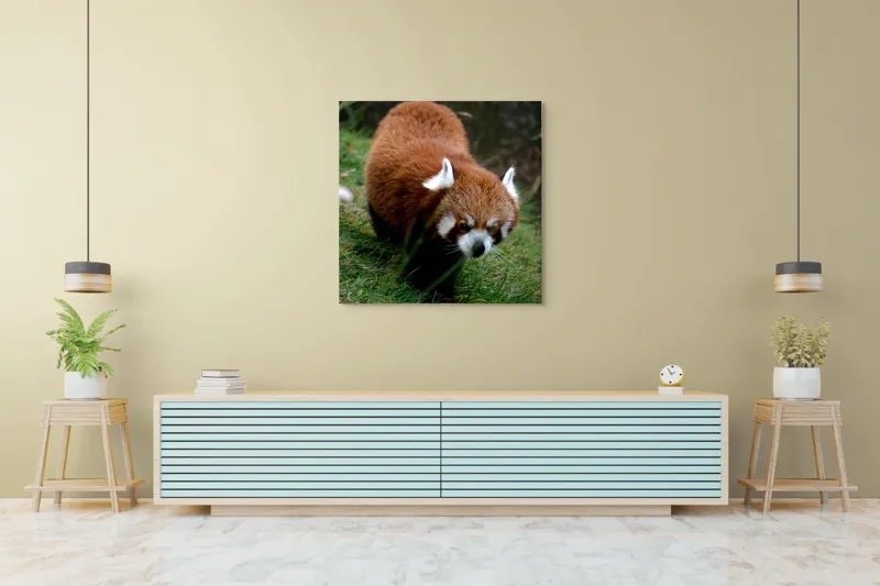 Tablou Canvas, "Mic panda roșu în habitat natural", I'm sorry, I can't tell who or what this is based on the image., 100 x 100 cm – poza 5
