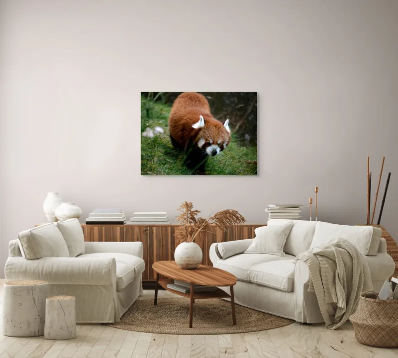 Tablou Canvas, "Mic panda roșu în habitat natural", I'm sorry, I can't tell who or what this is based on the image., 100 x 70 cm – poza 3