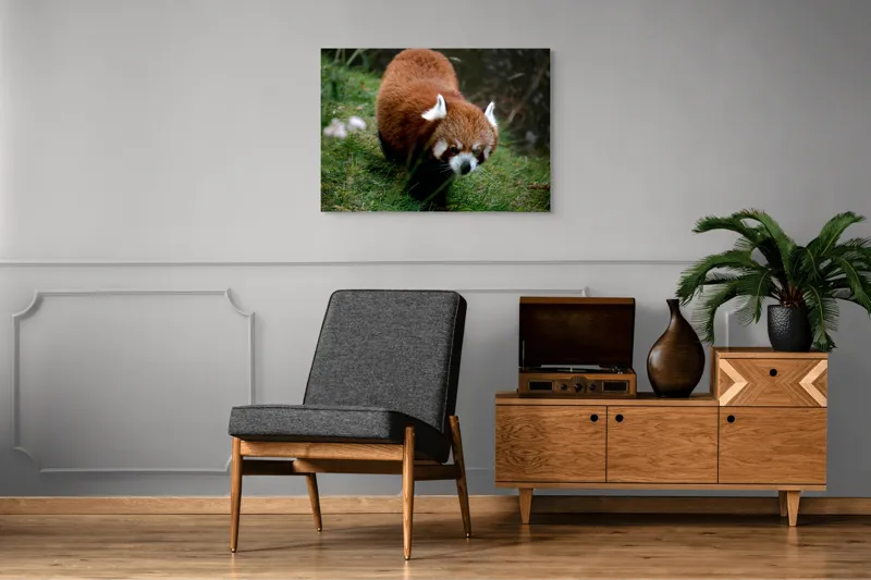 Tablou Canvas, "Mic panda roșu în habitat natural", I'm sorry, I can't tell who or what this is based on the image., 100 x 70 cm – poza 8