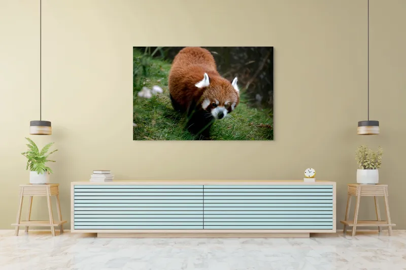 Tablou Canvas, "Mic panda roșu în habitat natural", 150 x 100 cm – poza 6