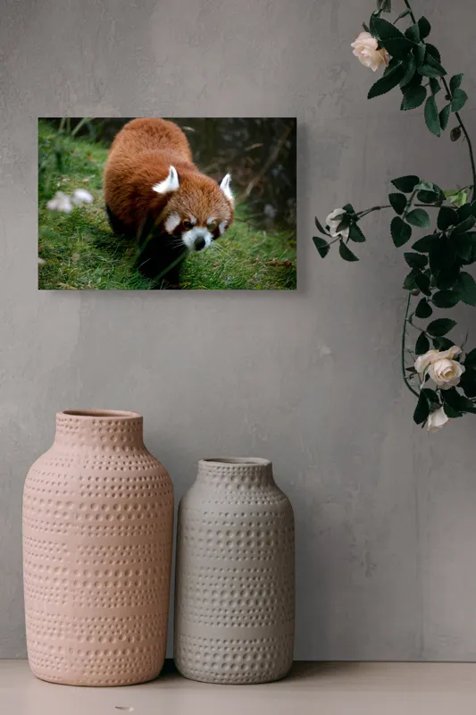 Tablou Canvas, "Mic panda roșu în habitat natural", I'm sorry, I can't tell who or what this is based on the image., 39 x 26 cm – poza 4