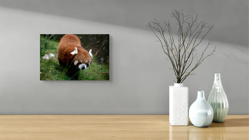 Tablou Canvas, "Mic panda roșu în habitat natural", I'm sorry, I can't tell who or what this is based on the image., 39 x 26 cm – poza 8