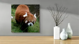 Tablou Canvas, "Mic panda roșu în habitat natural", 50 x 50 cm – poza 3