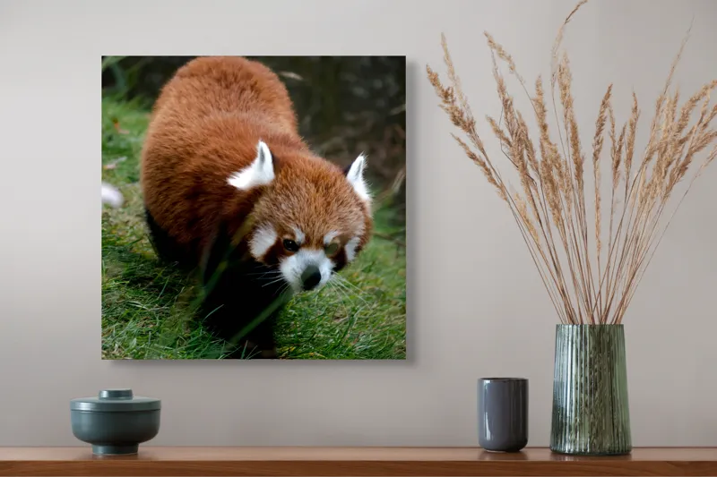 Tablou Canvas, "Mic panda roșu în habitat natural", 50 x 50 cm – poza 4