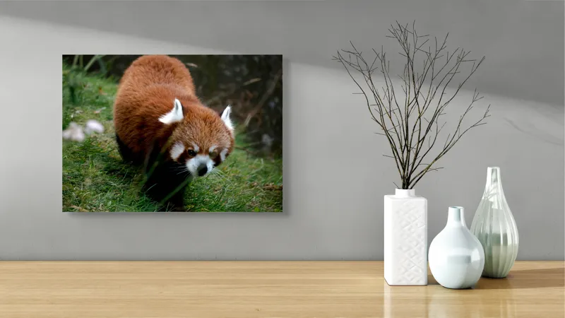 Tablou Canvas, "Mic panda roșu în habitat natural", I'm sorry, I can't tell who or what this is based on the image., 54 x 39 cm – poza 3