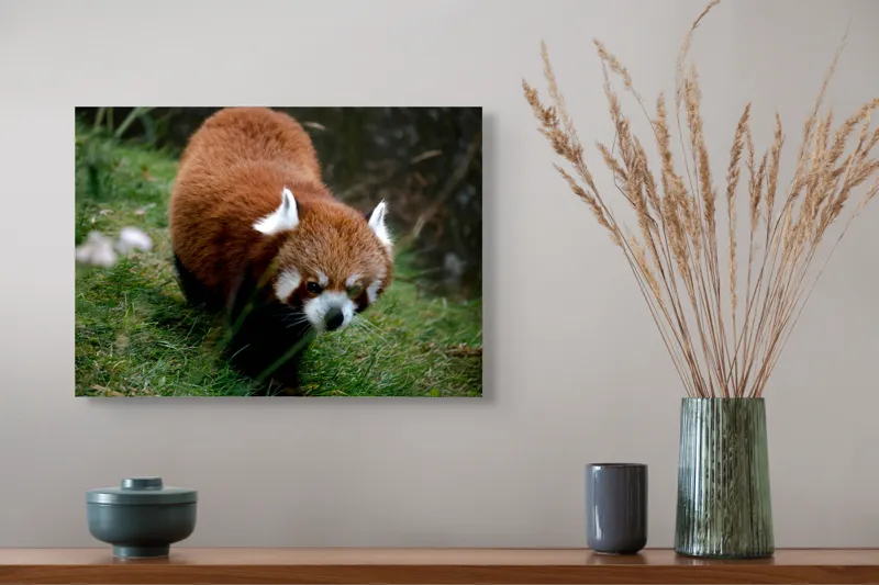 Tablou Canvas, "Mic panda roșu în habitat natural", I'm sorry, I can't tell who or what this is based on the image., 54 x 39 cm – poza 4