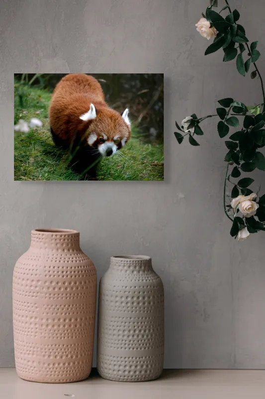 Tablou Canvas, "Mic panda roșu în habitat natural", I'm sorry, I can't tell who or what this is based on the image., 54 x 39 cm – poza 8