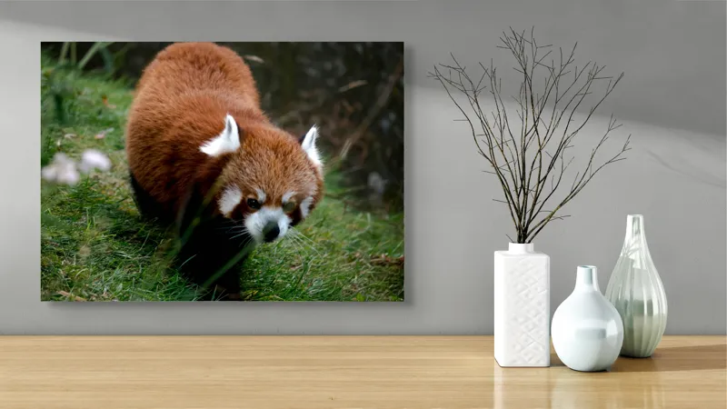 Tablou Canvas, "Mic panda roșu în habitat natural", 70 x 50 cm – poza 3