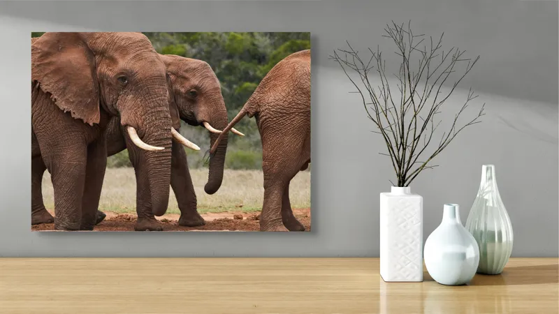 Tablou Canvas, "Elefanți în savana africană.", Elefanți, Trompe, Colți, Natură, Savana, Verziș, Grup, Blând, Greutate, 70 x 50 cm – poza 3