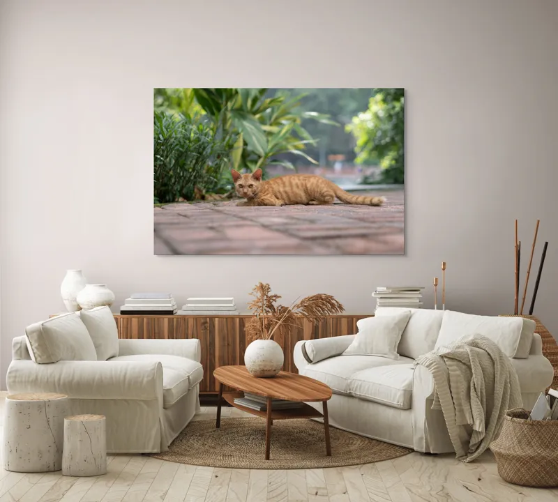 Tablou Canvas, "Pisica portocalie pe alee pavată", Pisică, Portocalie, Relaxare, Pavaj, Vegetație, Gard, Zile, Vară, 150 x 100 cm – poza 3