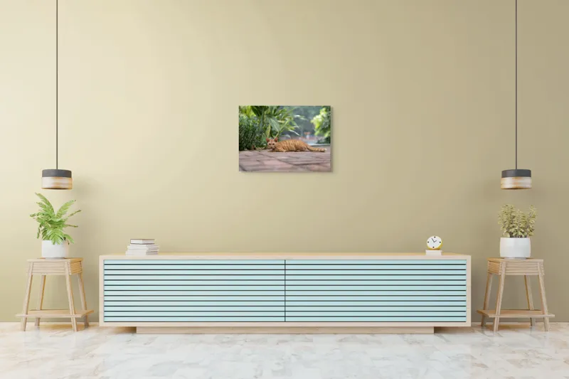 Tablou Canvas, "Pisica portocalie pe alee pavată", Pisică, Portocalie, Relaxare, Pavaj, Vegetație, Gard, Zile, Vară, 70 x 50 cm – poza 7