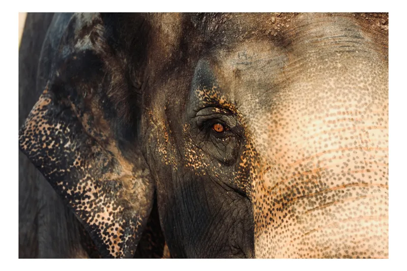 Tablou Canvas, "Privirea enigmatică a elefantului asiatic", Elefant, Blândețe, Ochi, Textură, Piele, Rugozitate, Natură, Grandoare, 70 x 50 cm