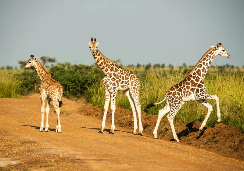 Tablou Canvas, "Girafe traversând drumul în savană", Girafe, Drum, Iarbă, Cer, Peisaj, Natură, Savannah, Animale, Fericire, Aventură, 100 x 70 cm – poza 2