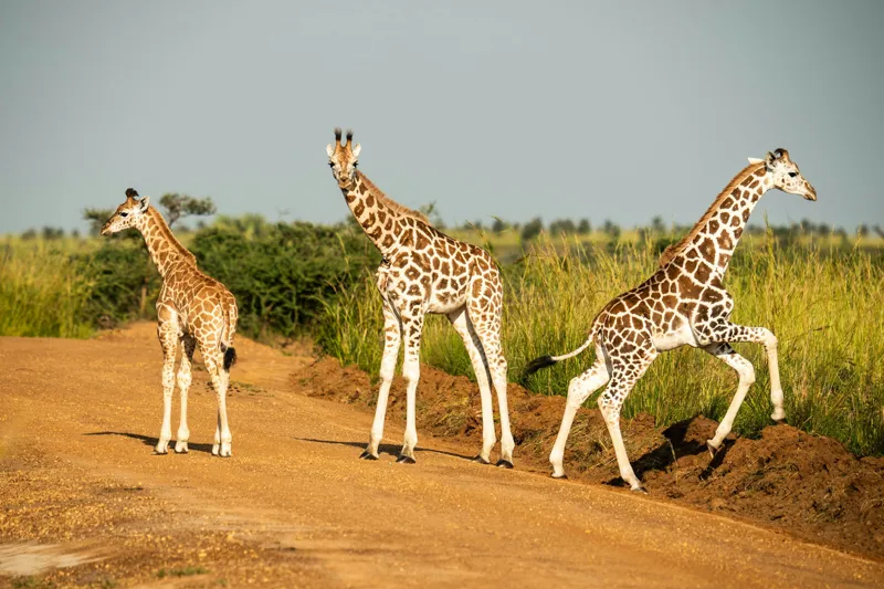 Tablou Canvas, "Girafe traversând drumul în savană", Girafe, Drum, Iarbă, Cer, Peisaj, Natură, Savannah, Animale, Fericire, Aventură, 39 x 26 cm – poza 2