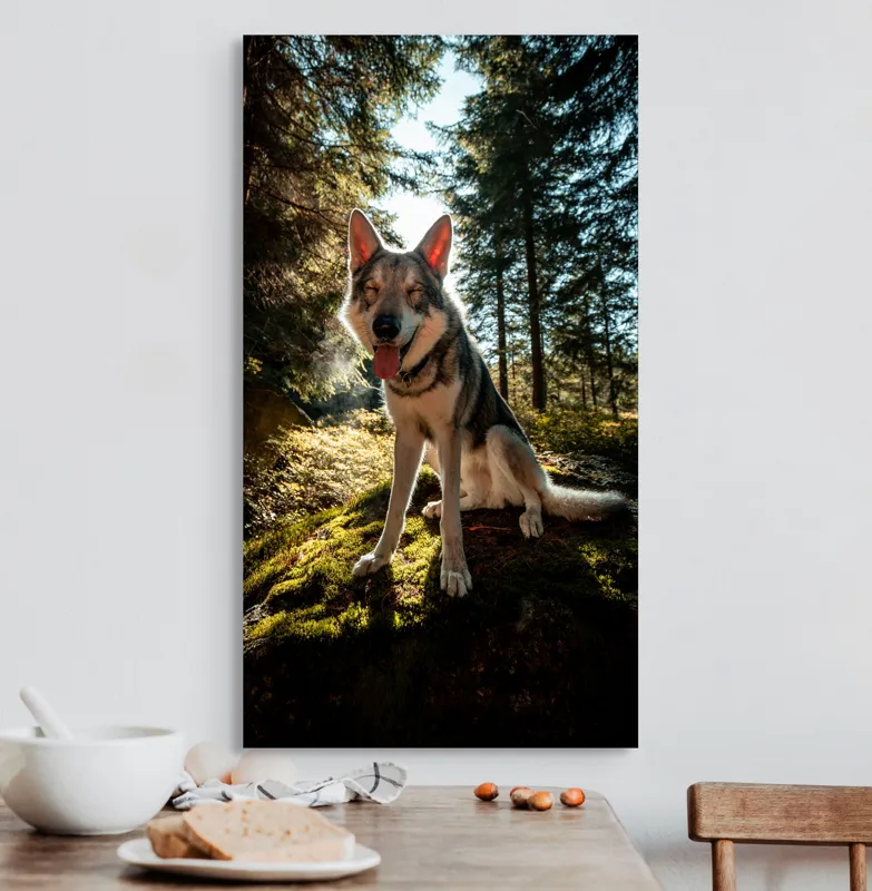 Tablou Canvas, "Câine fericit în lumina pădurii", Lup, Pădure, Mușchi, Luminos, Cald, Blană, Natură, Zâmbet, Viu, Senin., 50 x 90 cm – poza 3