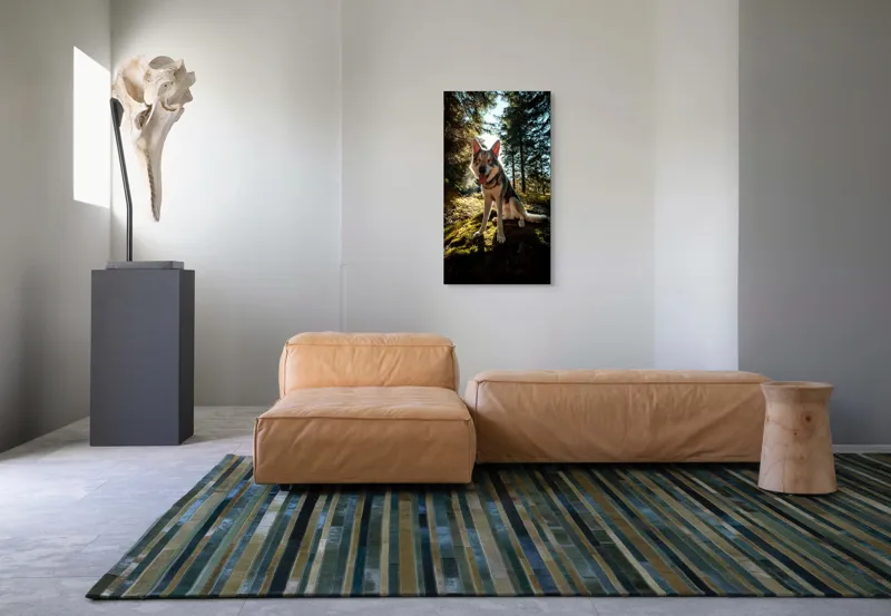 Tablou Canvas, "Câine fericit în lumina pădurii", Lup, Pădure, Mușchi, Luminos, Cald, Blană, Natură, Zâmbet, Viu, Senin., 50 x 90 cm – poza 5