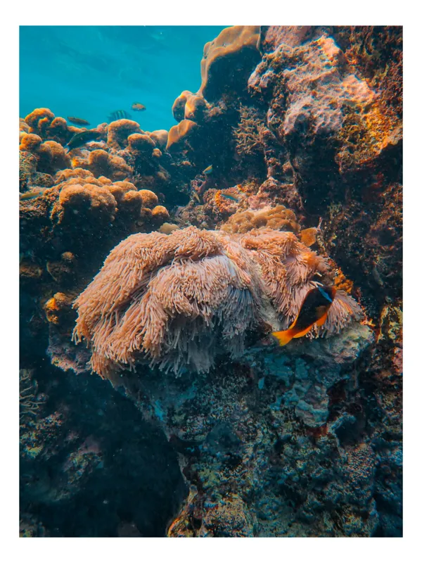 Tablou Canvas, "Coral spectaculos în adâncurile oceanului", Corali, Ocean, Pește, Colorat, Alge, Frumusețe, Subacvatică, Ecosistem, Biodiversitate, Viață, Marină, Scufundare, 50 x 50 cm