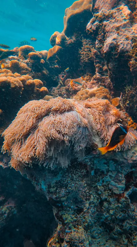 Tablou Canvas, "Coral spectaculos în adâncurile oceanului", Corali, Ocean, Pește, Colorat, Alge, Frumusețe, Subacvatică, Ecosistem, Biodiversitate, Viață, Marină, Scufundare, 50 x 90 cm – poza 2