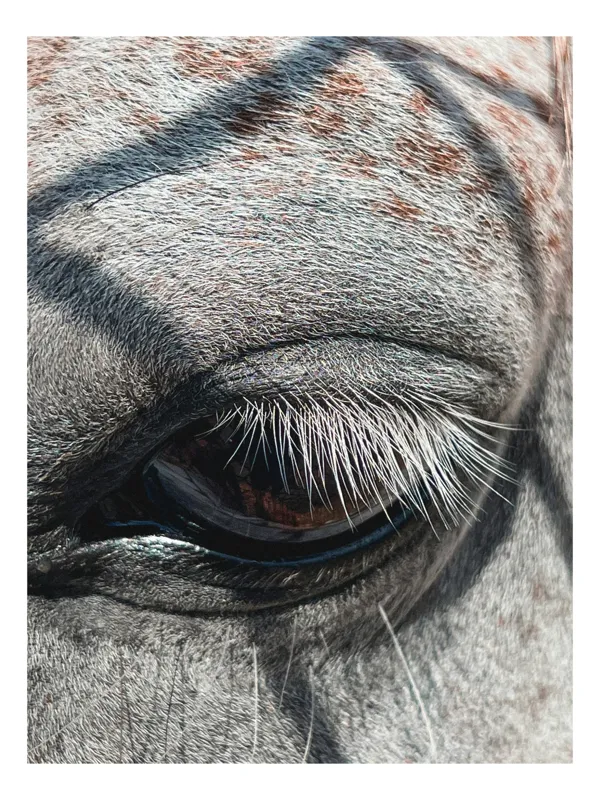 Tablou Canvas, "Privirea enigmatică a zebrei", Gene, Ochi, Dungi, Textură, Blană, Gri, Alungite, Focalizare, Detaliu, Natură, 50 x 50 cm
