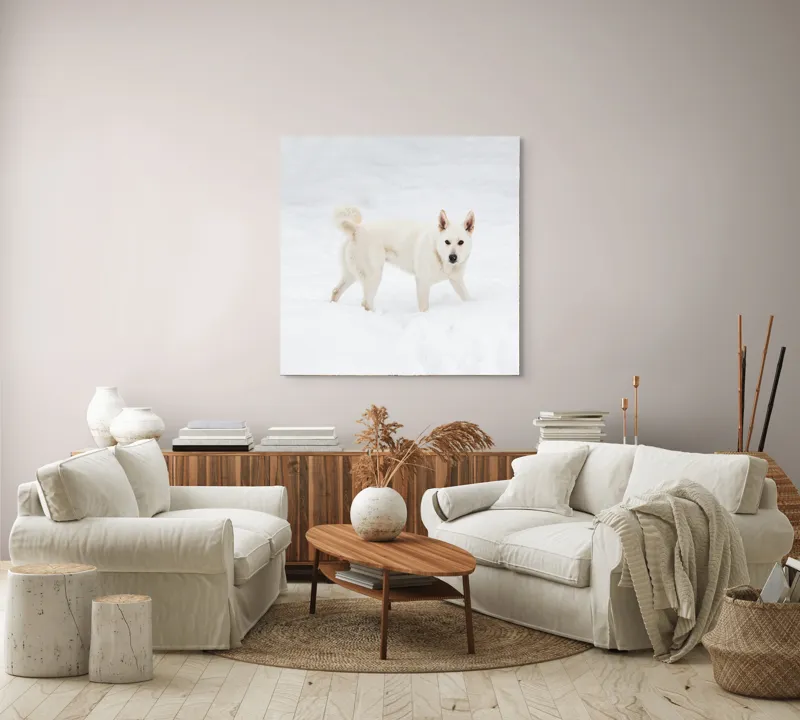Tablou Canvas, "Câine alb pe zăpadă pură", Câine, Zăpadă, Alb, Iarnă, Peisaj, Frig, Jucăuș, Blană, Urechi, Coadă., 100 x 100 cm – poza 3