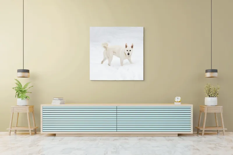 Tablou Canvas, "Câine alb pe zăpadă pură", Câine, Zăpadă, Alb, Iarnă, Peisaj, Frig, Jucăuș, Blană, Urechi, Coadă., 100 x 100 cm – poza 5