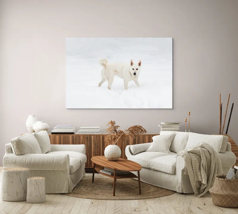 Tablou Canvas, "Câine alb pe zăpadă pură", Câine, Zăpadă, Alb, Iarnă, Peisaj, Frig, Jucăuș, Blană, Urechi, Coadă., 150 x 100 cm – poza 3