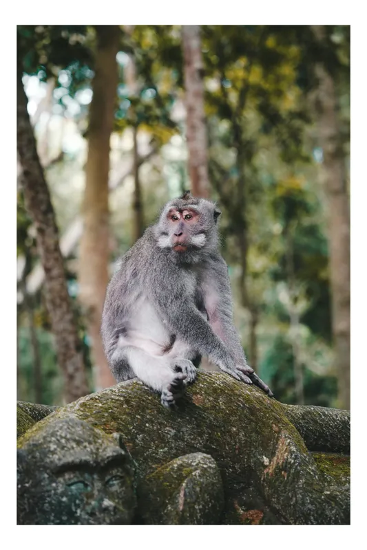 Tablou Canvas, "Maimuța gânditoare în pădurea tropicală", Maimuță, Pădure, Marmură, Relaxează, Verdeață, Natura, Contemplativă, Trunchi, Copaci, Calm., 26 x 39 cm