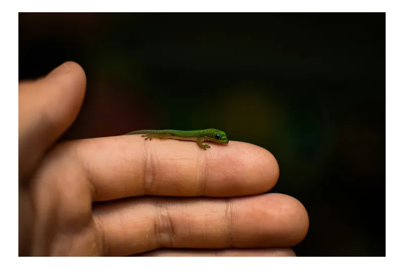 Tablou Canvas, "Șopârla pe degetul protectorului său", Mic, Gecko, Fragil, Verde, Mână, Delicat, Contrast, Natură, 90 x 50 cm