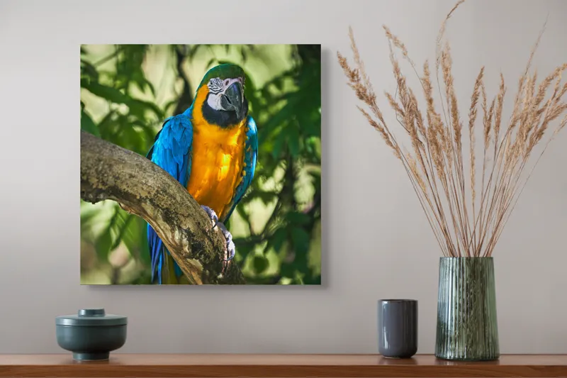 Tablou Canvas, "Papagalul albastru în razele soarelui", Penaj, Exotic, Strălucitor, Colorat, Păsăre, Natură, Verdeață, Ramură, 50 x 50 cm – poza 4