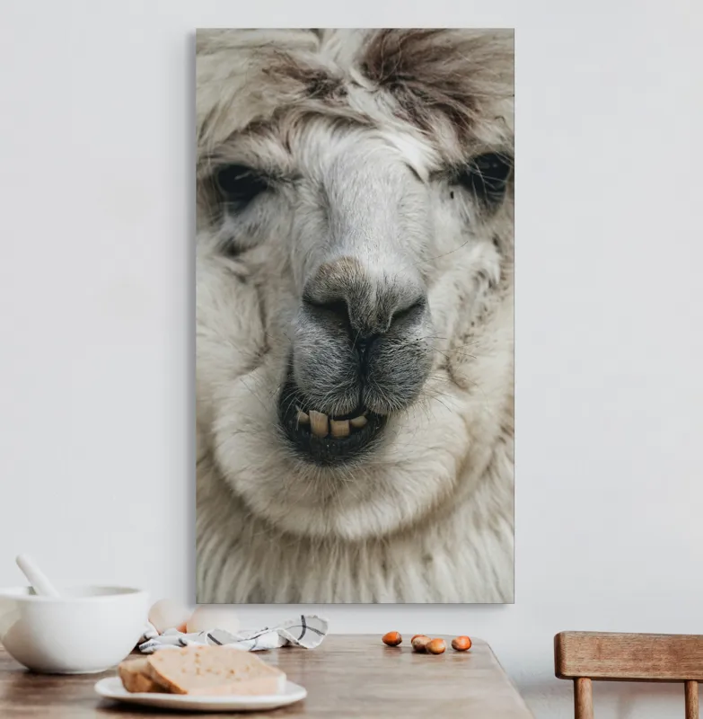 Tablou Canvas, "Întâlnire cu lama zâmbitoare", Lână, Alb, Zâmbet, Blană, Moale, Ochii, Față, Nas, Dinți, Expresie, 50 x 90 cm – poza 3