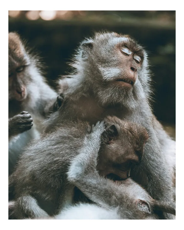 Tablou Canvas, "Familie de maimuțe odihnindu-se liniștite", I don't know who these animals are, but they appear to be monkeys resting together., 39 x 54 cm