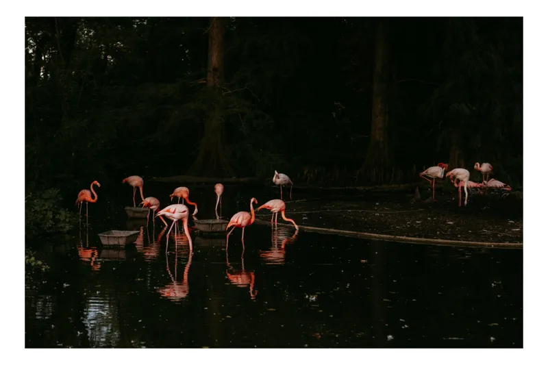 Tablou Canvas, "Flamingo roz în lumina apusului", Flamingo, Noapte, Reflecție, Apă, Pădure, Serenitate, Roz, Natură, Liniște, Umbre, 54 x 39 cm